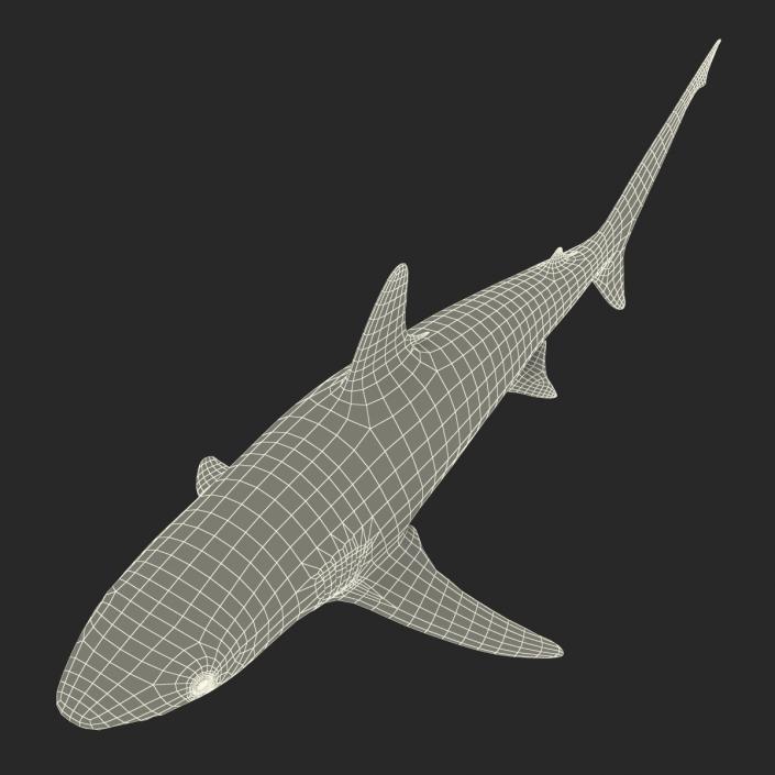 3D model Silvertip Shark