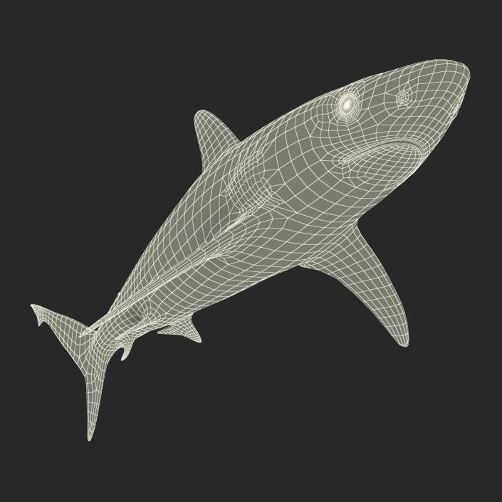 3D model Silvertip Shark