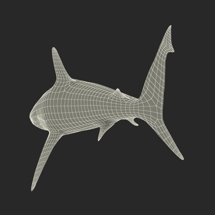 3D model Silvertip Shark