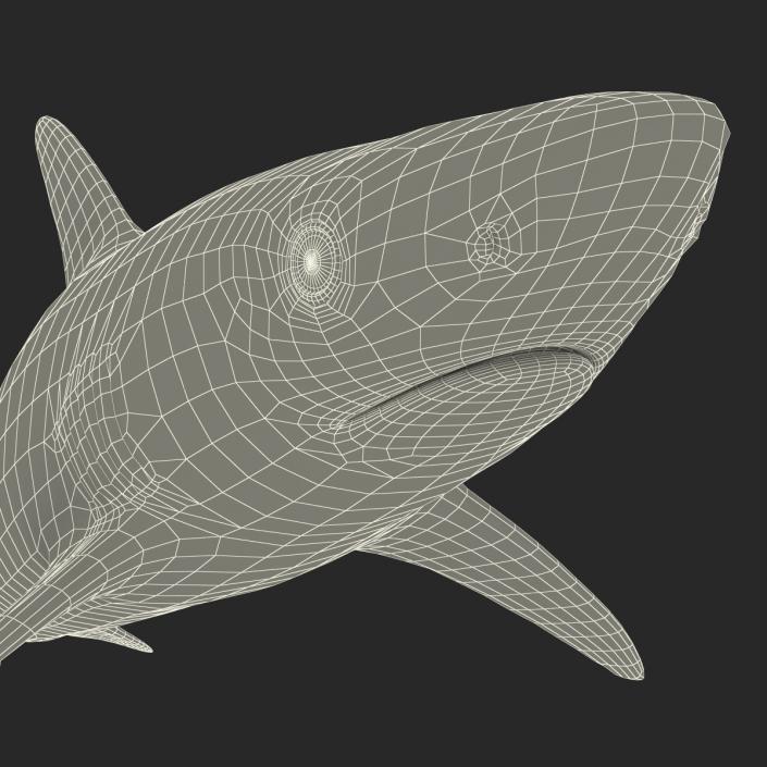 3D model Silvertip Shark