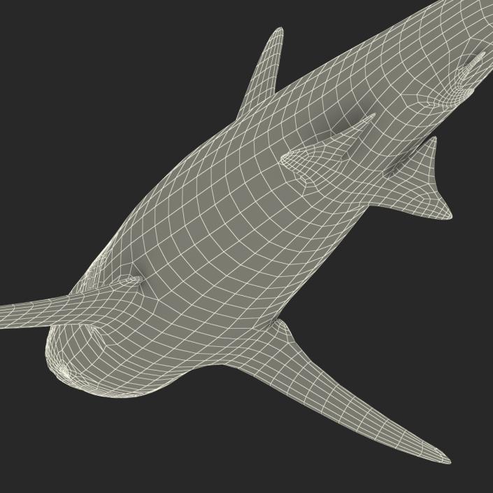 3D model Silvertip Shark