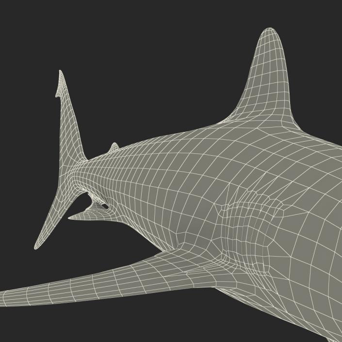 3D model Silvertip Shark