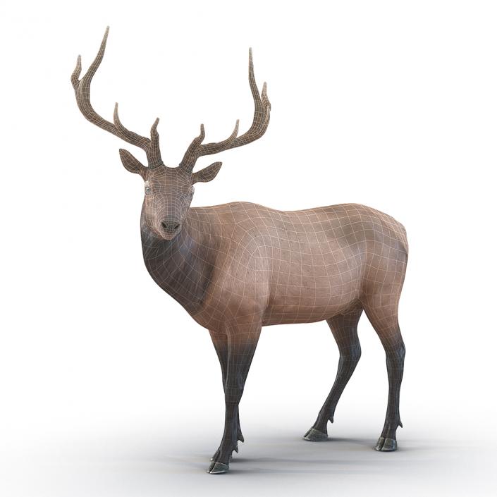 3D model Elk Pose 2