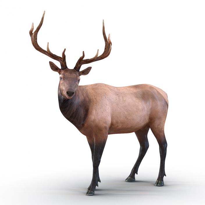 3D model Elk Pose 2