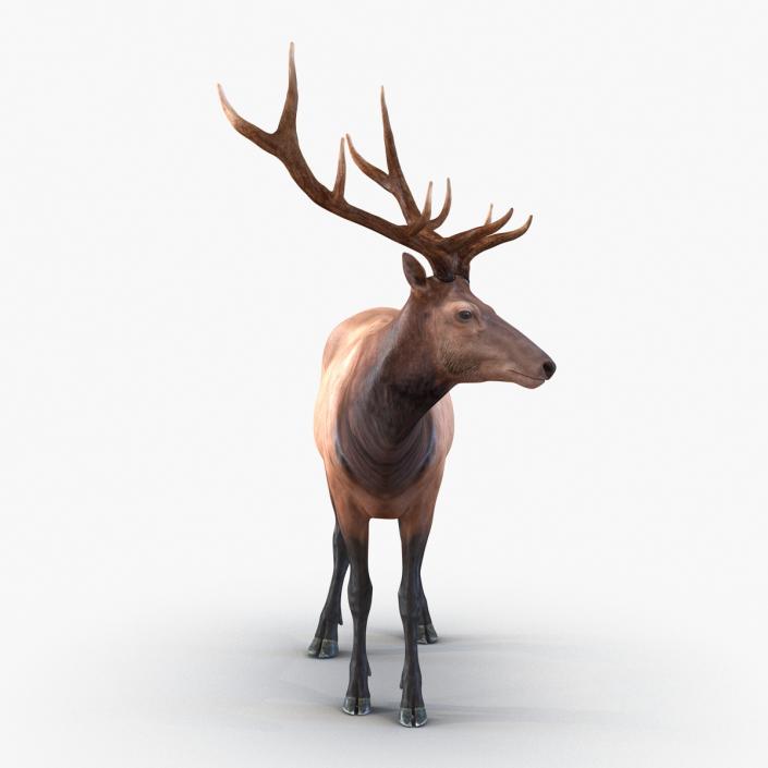 3D model Elk Pose 2