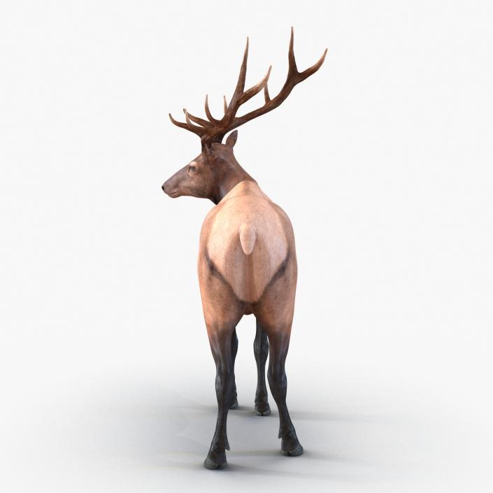 3D model Elk Pose 2