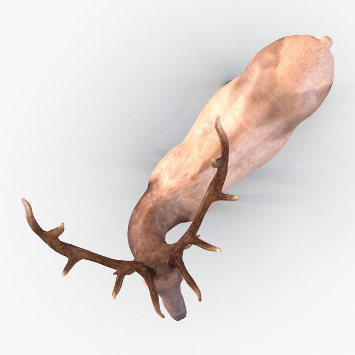 3D model Elk Pose 2