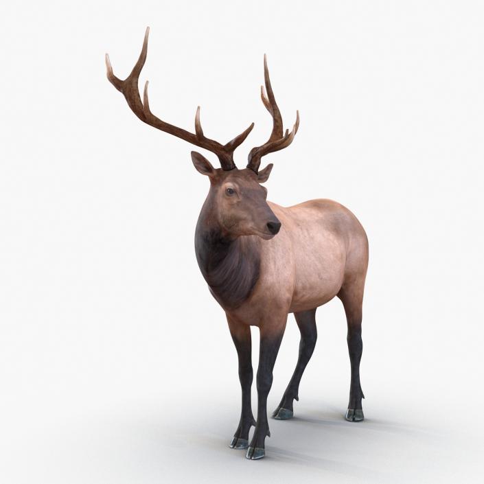 3D model Elk Pose 2