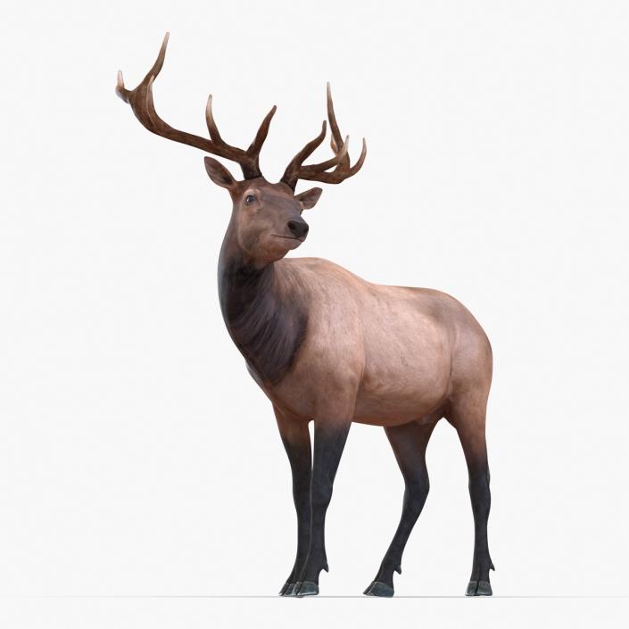 3D model Elk Pose 2