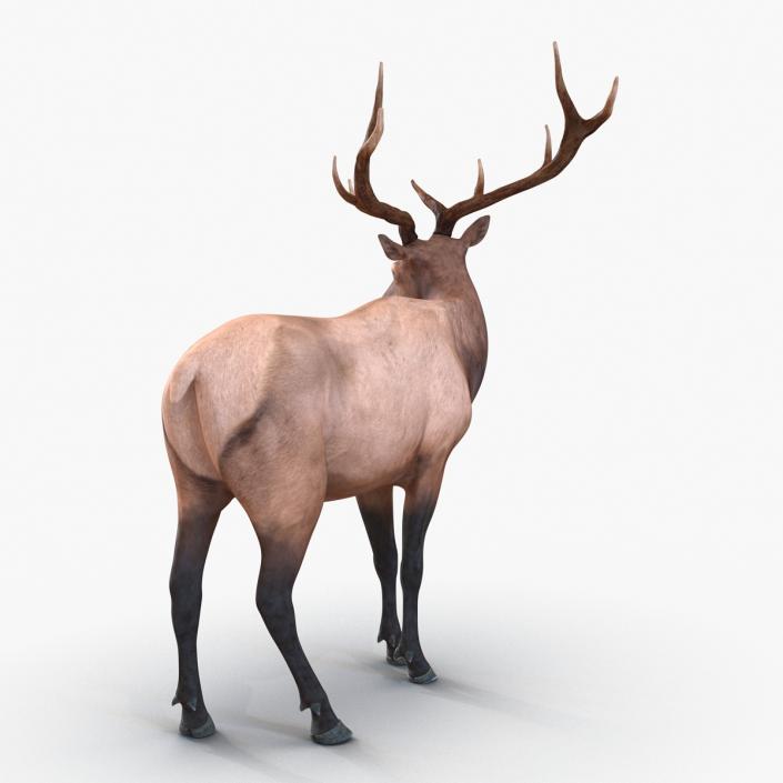 3D model Elk Pose 2