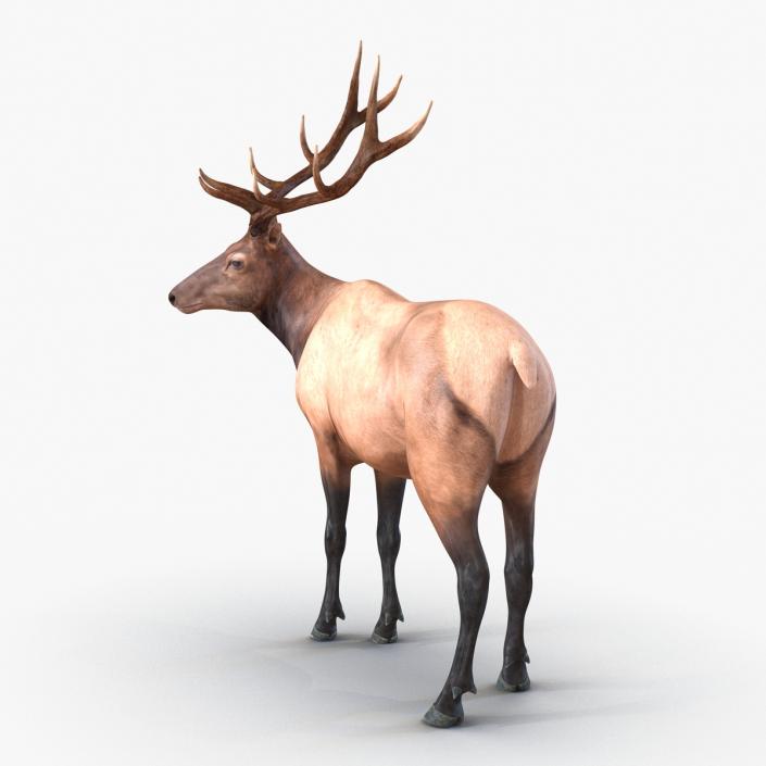 3D model Elk Pose 2