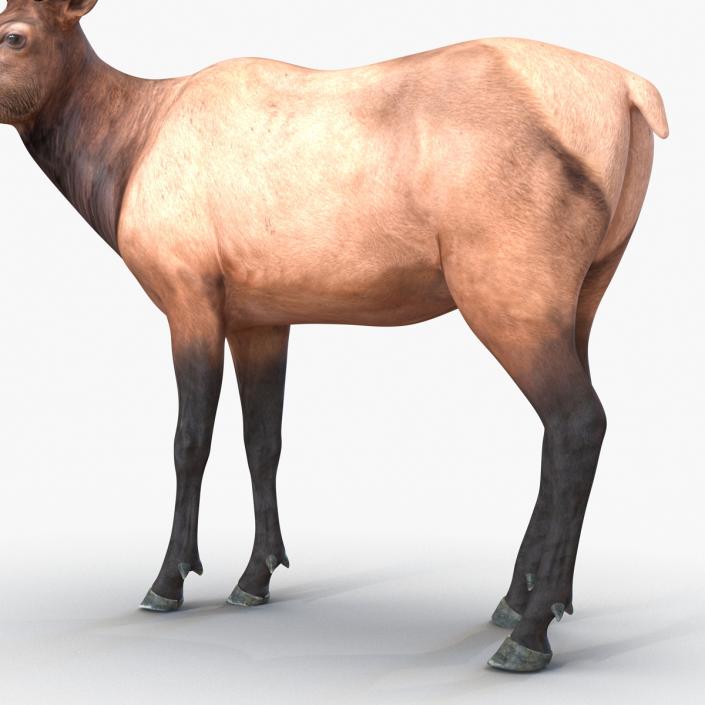 3D model Elk Pose 2