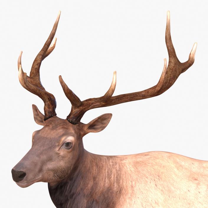 3D model Elk Pose 2