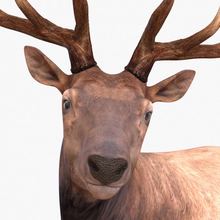 3D model Elk Pose 2