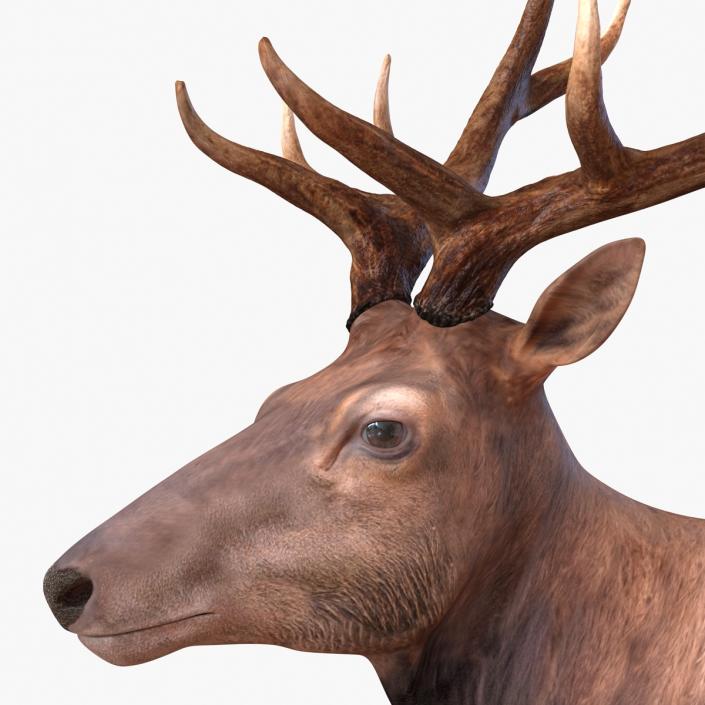 3D model Elk Pose 2