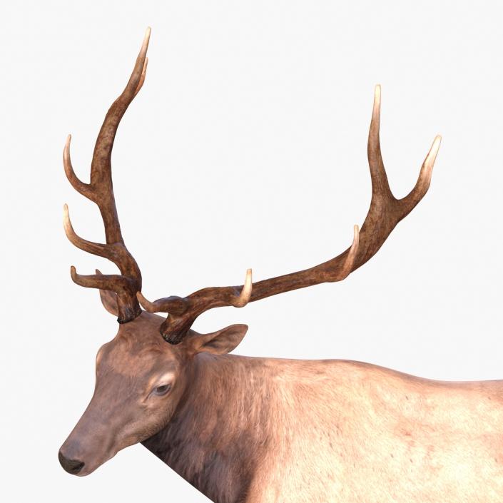 3D model Elk Pose 2