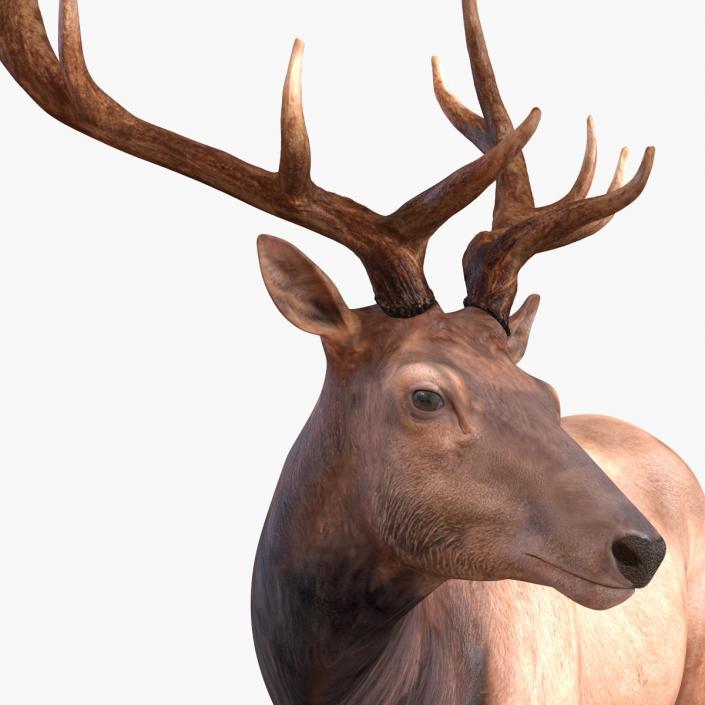 3D model Elk Pose 2