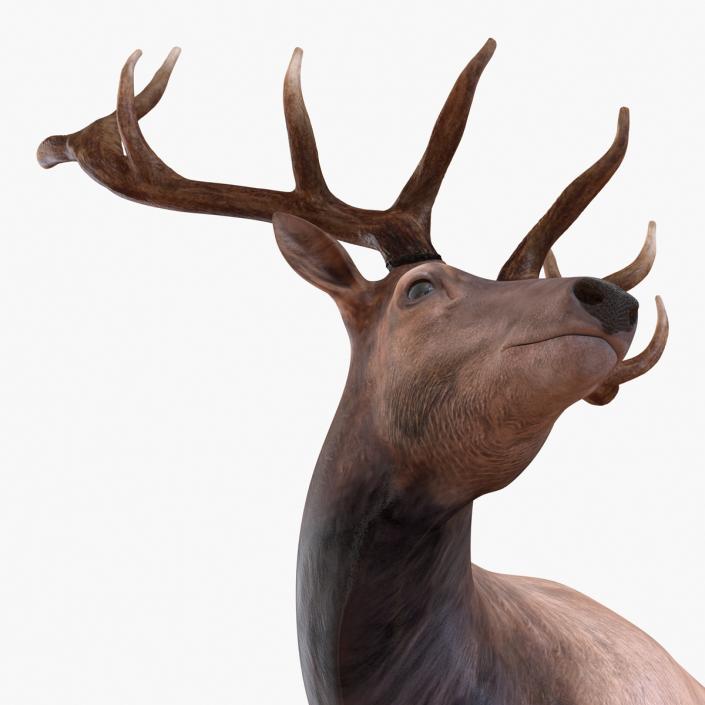 3D model Elk Pose 2