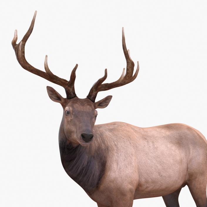 3D model Elk Pose 2