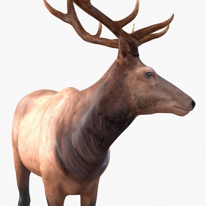 3D model Elk Pose 2