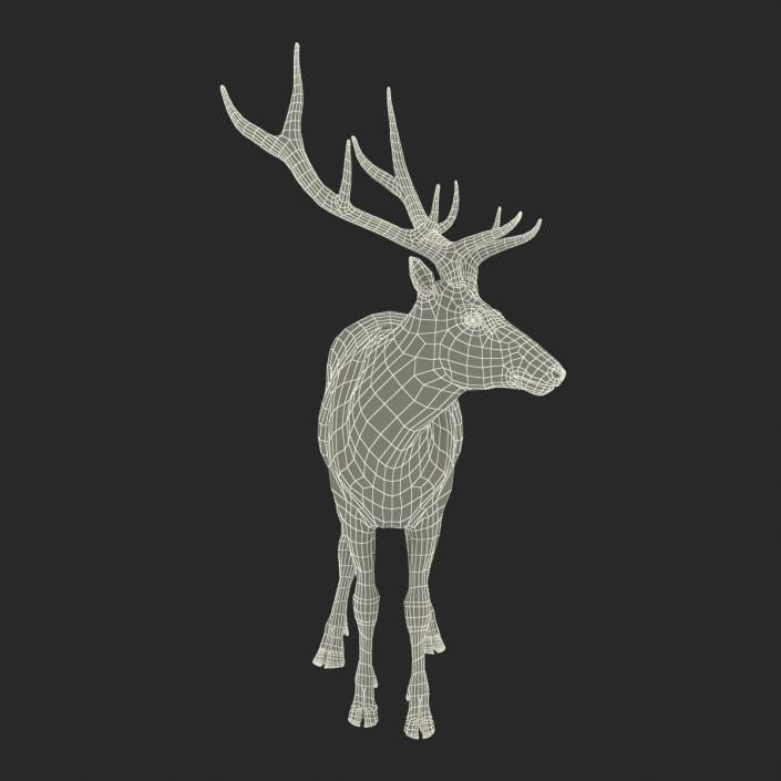 3D model Elk Pose 2