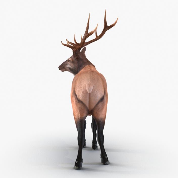 3D Elk Standing Pose with Fur