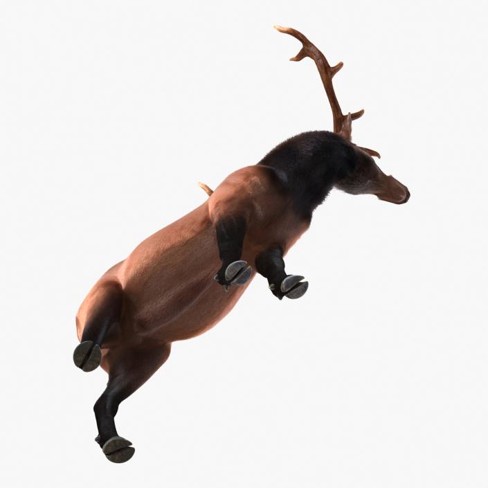 3D Elk Standing Pose with Fur