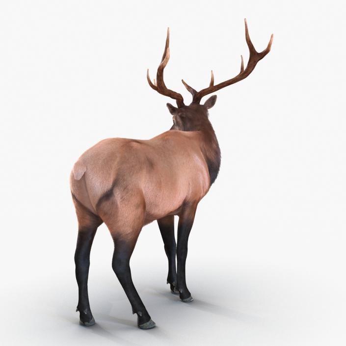 3D Elk Standing Pose with Fur