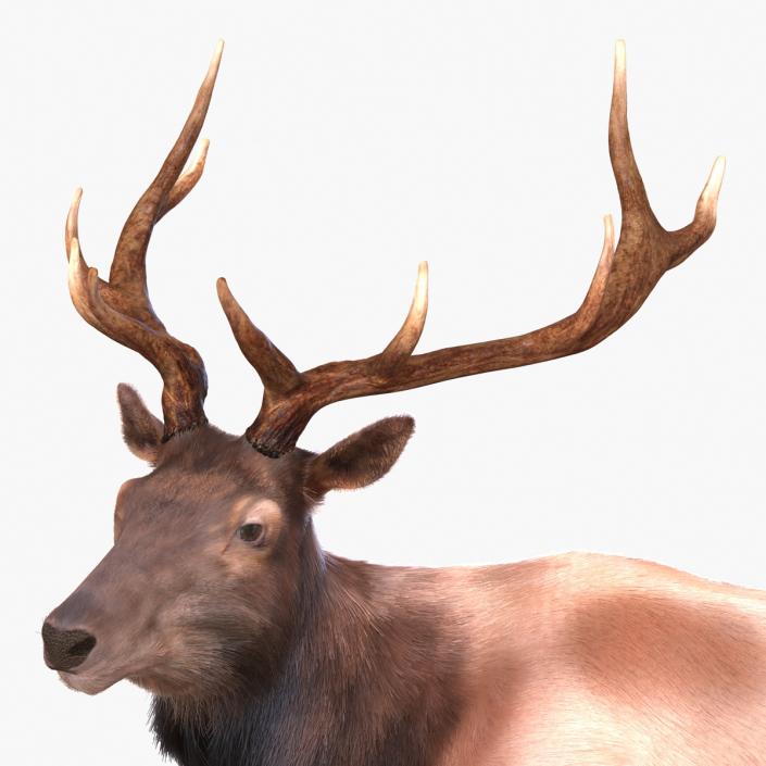 3D Elk Standing Pose with Fur