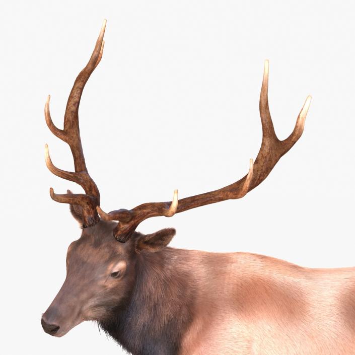 3D Elk Standing Pose with Fur