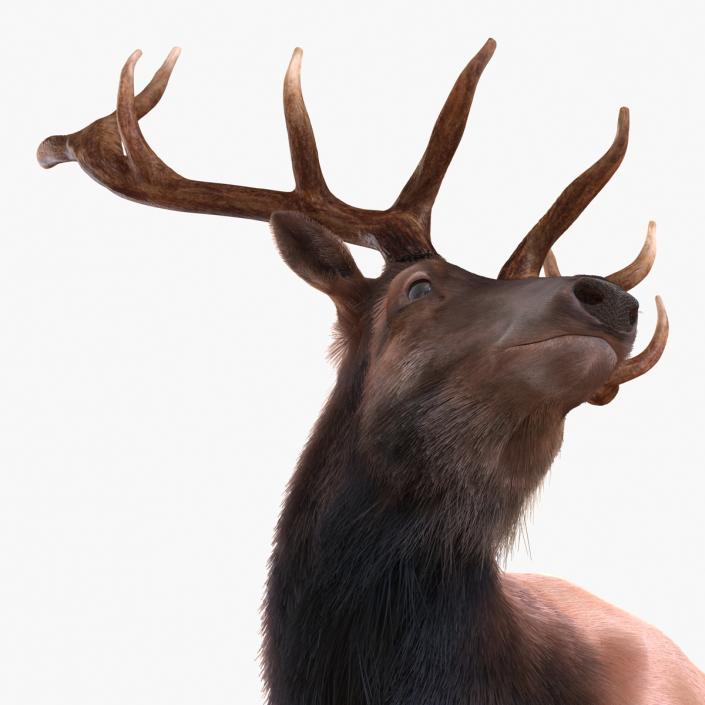 3D Elk Standing Pose with Fur