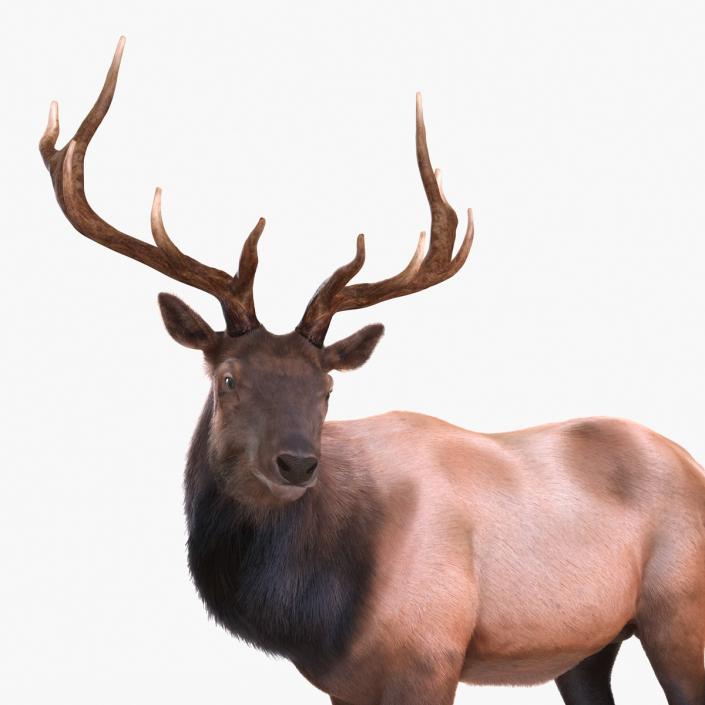 3D Elk Standing Pose with Fur