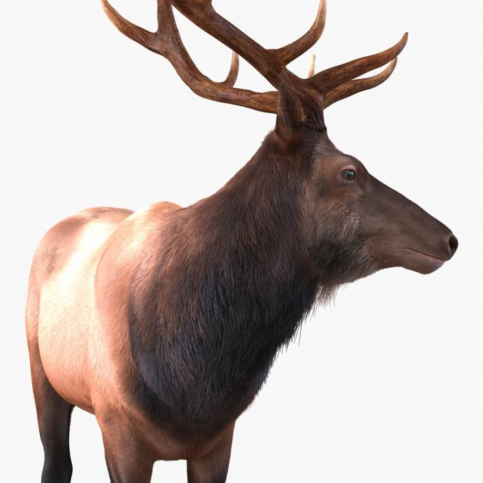 3D Elk Standing Pose with Fur