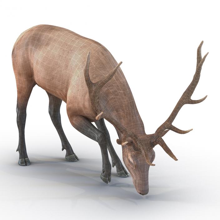 3D model Elk Pose 3