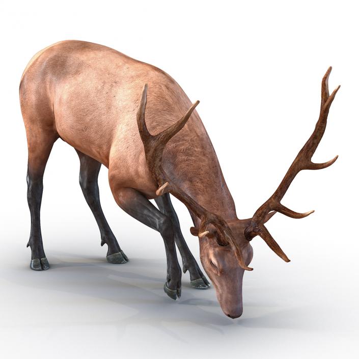 3D model Elk Pose 3