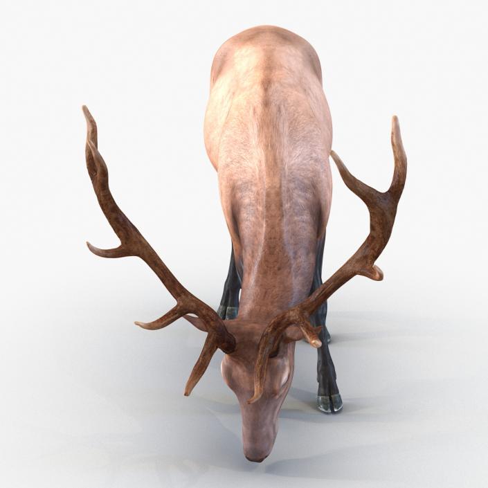 3D model Elk Pose 3