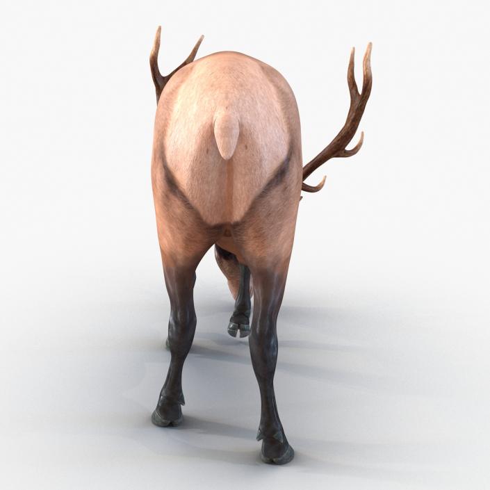 3D model Elk Pose 3