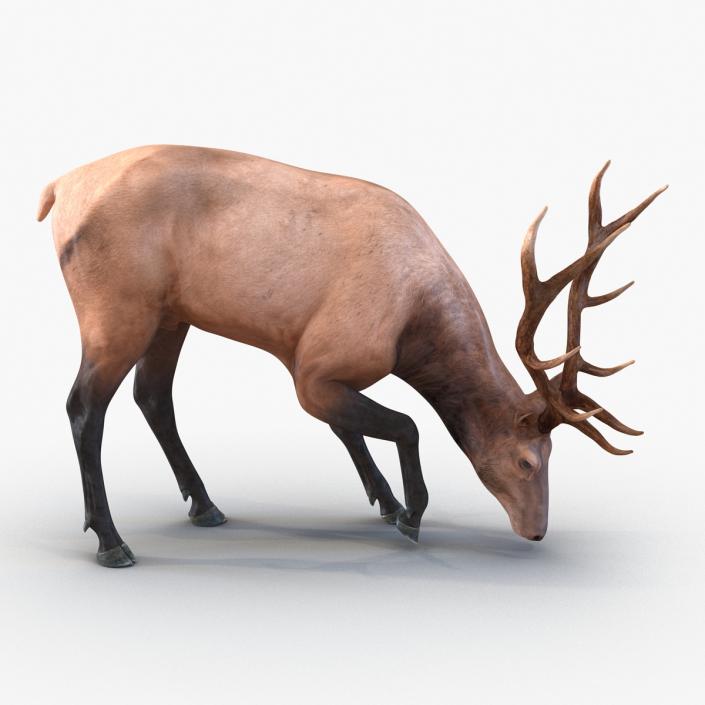 3D model Elk Pose 3