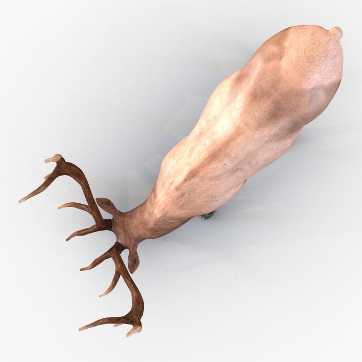 3D model Elk Pose 3