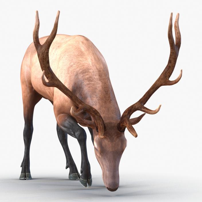 3D model Elk Pose 3