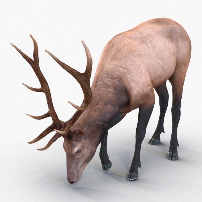 3D model Elk Pose 3