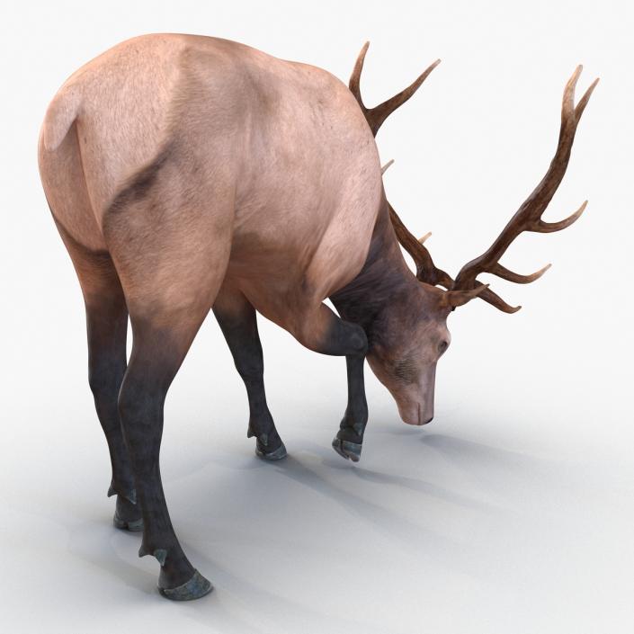 3D model Elk Pose 3