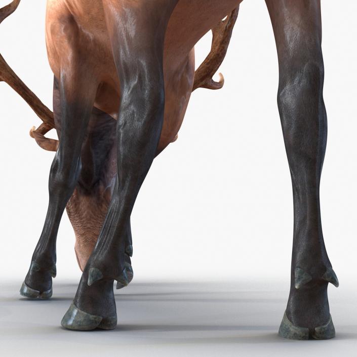 3D model Elk Pose 3