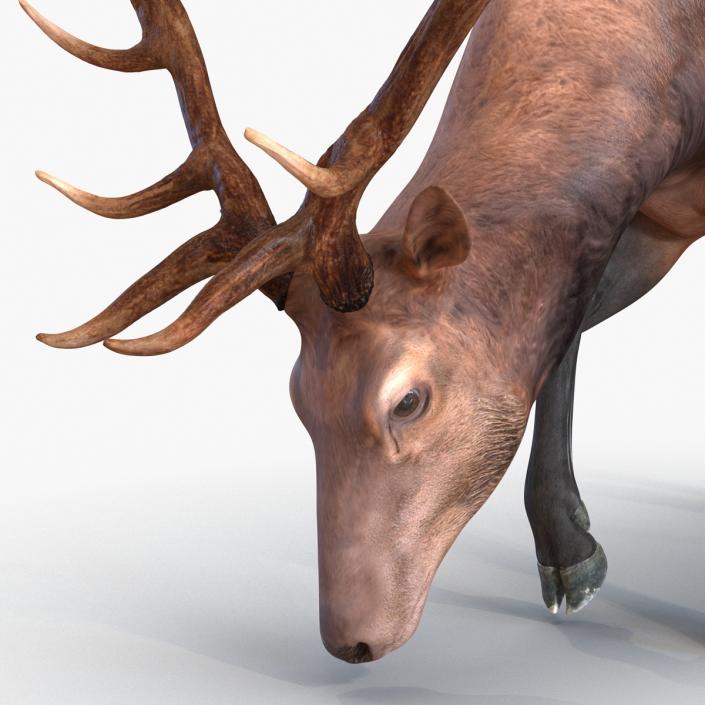 3D model Elk Pose 3