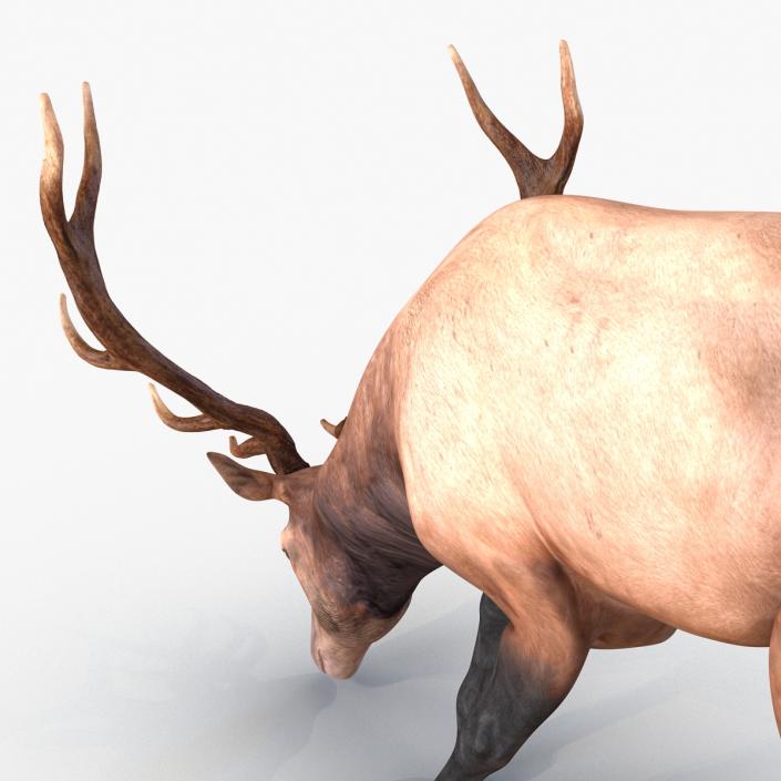 3D model Elk Pose 3