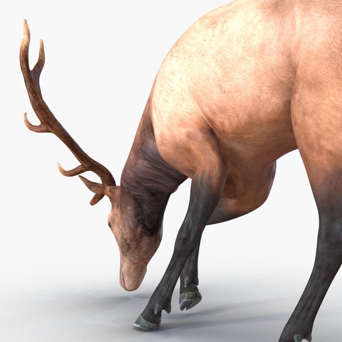 3D model Elk Pose 3