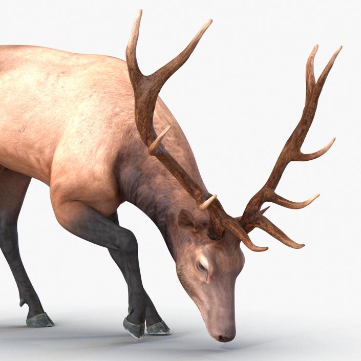 3D model Elk Pose 3