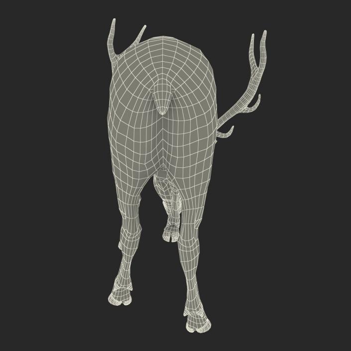 3D model Elk Pose 3