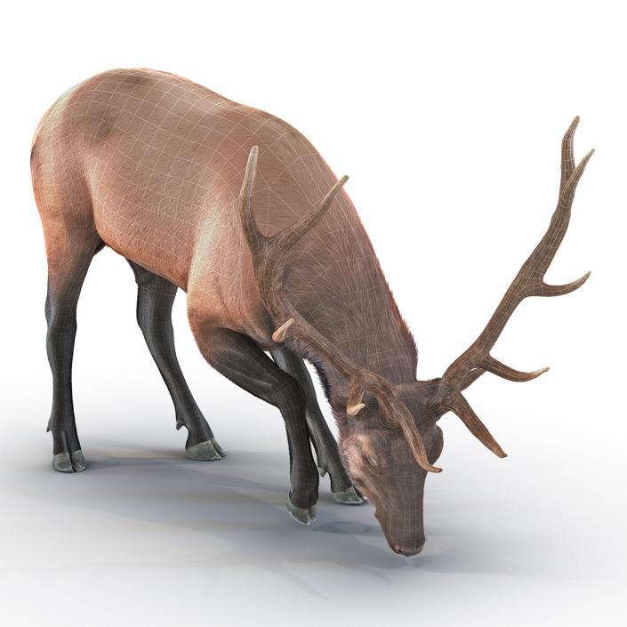 3D Elk Eating Pose 3D Model with Fur model