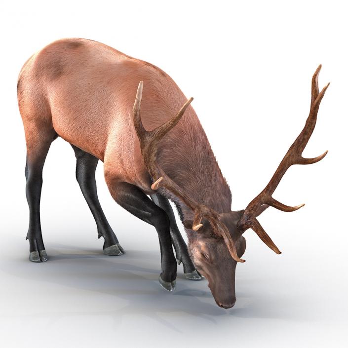 3D Elk Eating Pose 3D Model with Fur model